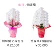 画像1: 和歌山市・有田市限定！お祝いに最適な純白胡蝶蘭 | ラッピング・価格が選べます (1)