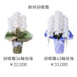 画像1: 和歌山市・有田市限定！お供えに最適な純白胡蝶蘭 | ラッピング・価格が選べます (1)