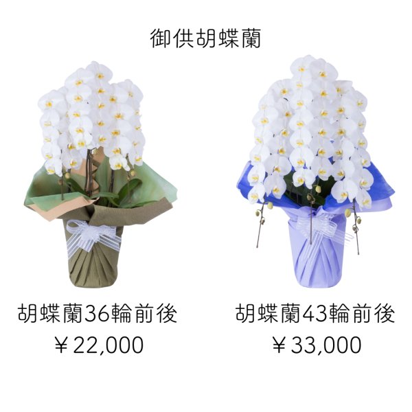 画像1: 和歌山市・有田市限定！お供えに最適な純白胡蝶蘭 | ラッピング・価格が選べます (1)