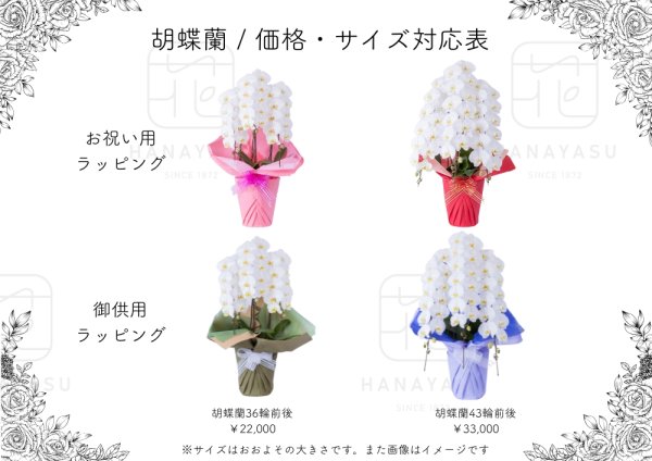 画像2: お供えに最適な純白胡蝶蘭 (2)