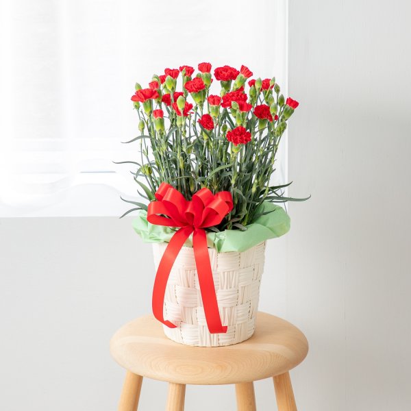 画像1: カーネーション鉢（赤） (1)