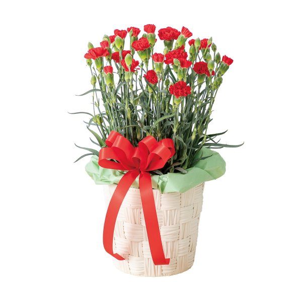 画像2: カーネーション鉢（赤） (2)