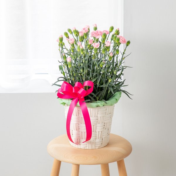 画像1: カーネーション鉢（ピンク） (1)