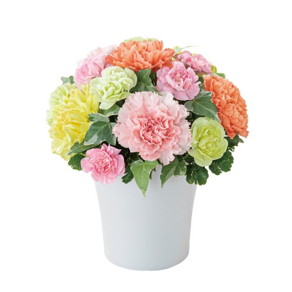 画像2: グラマラス（カラフル） (2)