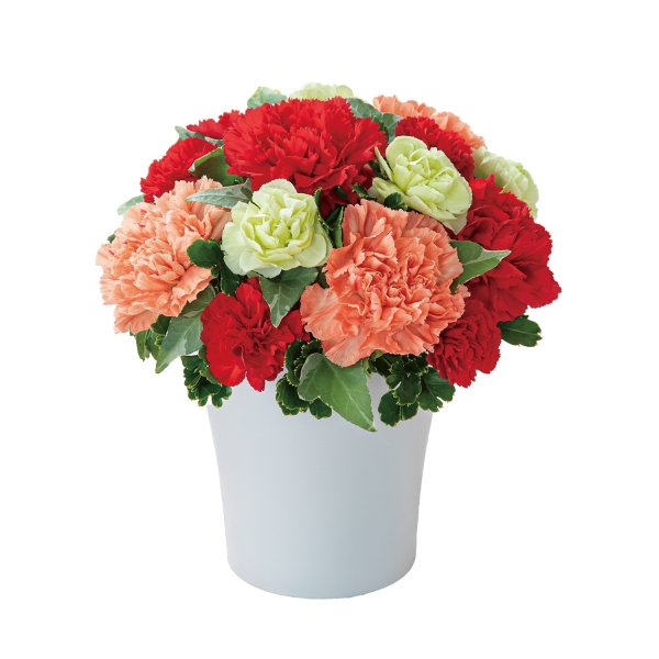 画像2: グラマラス（レッド） (2)