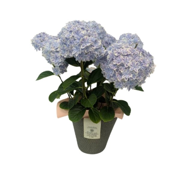 画像1: 母の日 アジサイ鉢 万華鏡 (1)