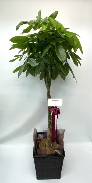 画像1: 2026年7月御祝用観葉植物 (1)
