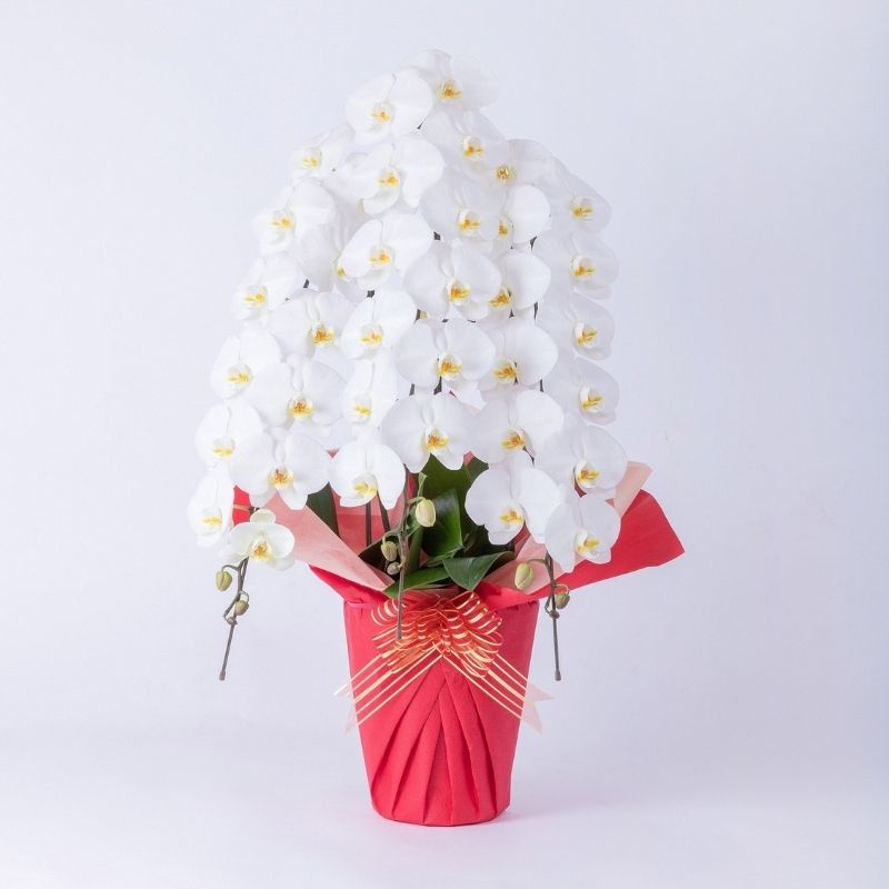 和歌山市の花屋 花安 胡蝶蘭のイメージ